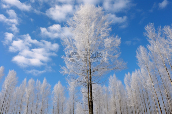 冬季森林中雪花覆盖的云杉树图片