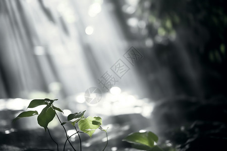 阳光明媚的森林创意背景图片