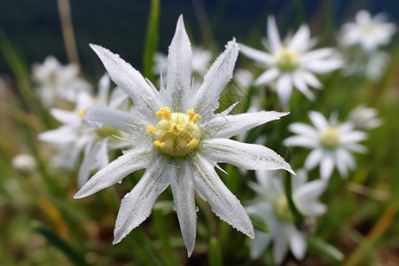 高原地区的雪绒花背景图片