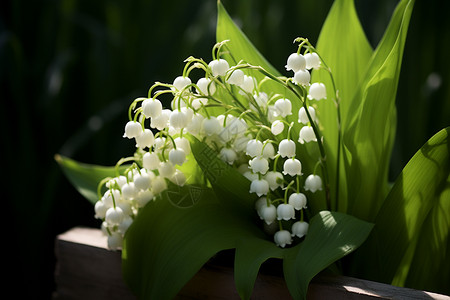 洁白芬芳的铃兰花高清图片