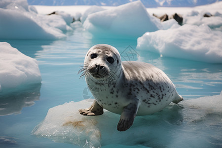 野生哺乳动物的海豹高清图片