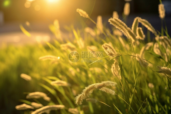 郁郁葱葱的森林草地景观图片