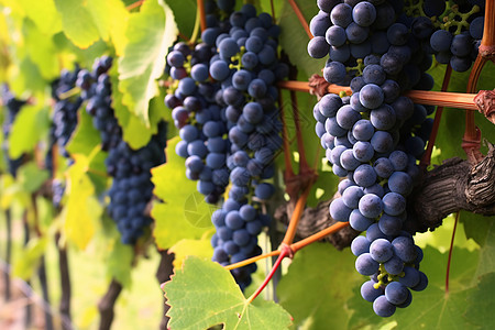 乡村果园中的成熟葡萄图片