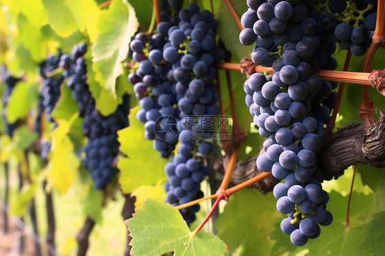乡村果园中的成熟葡萄图片