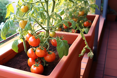花园种植的番茄图片