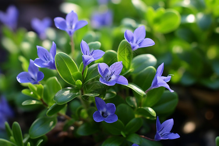 蓝色花朵的植物图片
