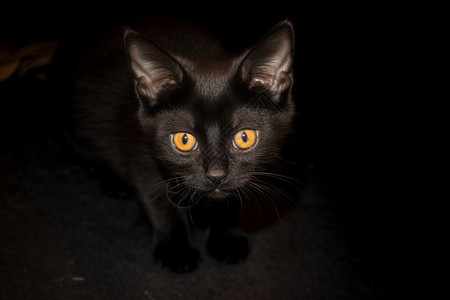 黑夜里的黑猫图片
