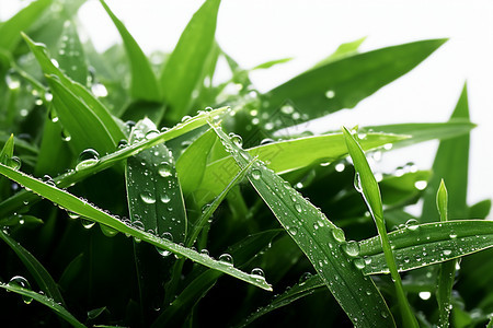 雨水浇灌的小草图片