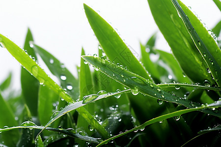 雨后的青草地背景图片