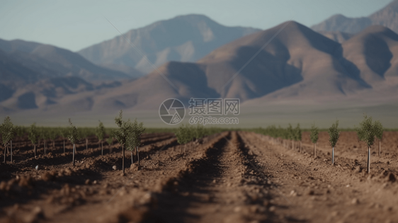 山脉荒野沙漠中种植的树苗图片