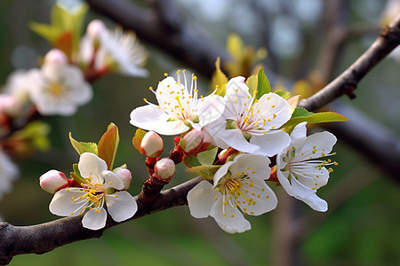 春天开花的果树图片
