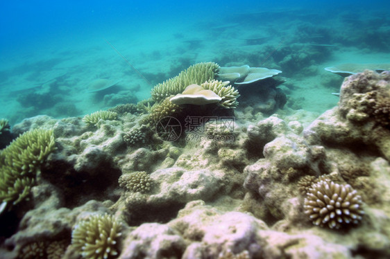 水下的海底生物图片