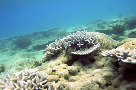 海底多样性的生物图片