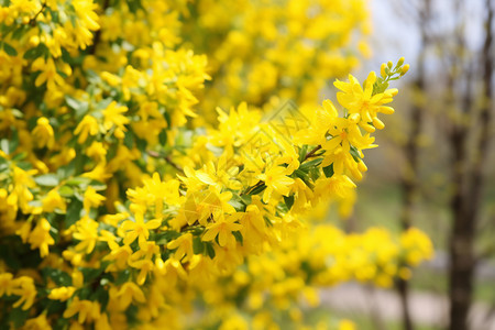 盛开的黄色花图片