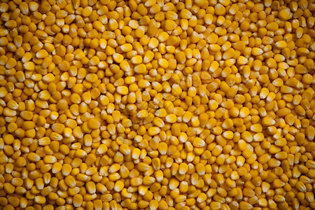 金黄的玉米粒图片