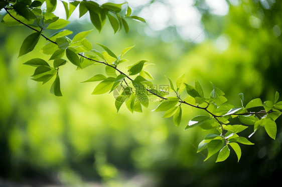 绿色的植物图片