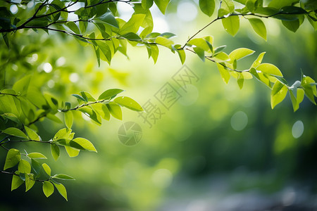 春天的植物图片