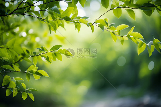 春天的植物图片