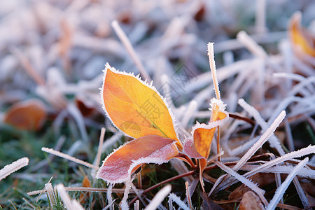 寒冷冬天下被霜冻的植物高清图片
