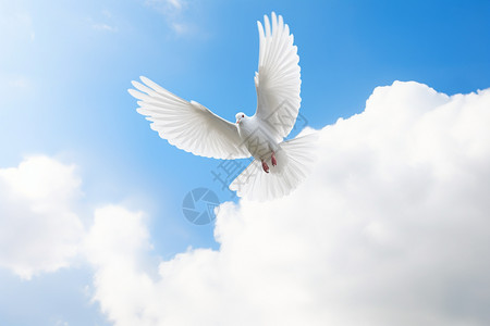 和平的鸽子图片