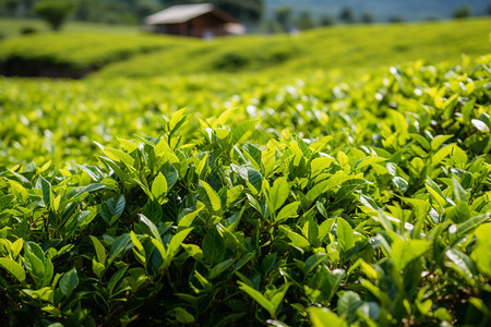 茶田里旺盛的茶叶图片