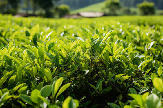 田里的旺盛的茶树图片