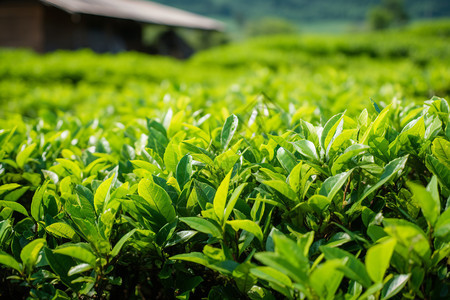 茶田里的茶叶图片