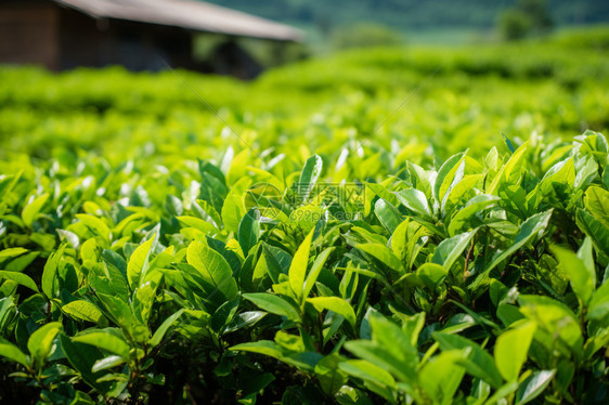 茶田里的茶叶图片