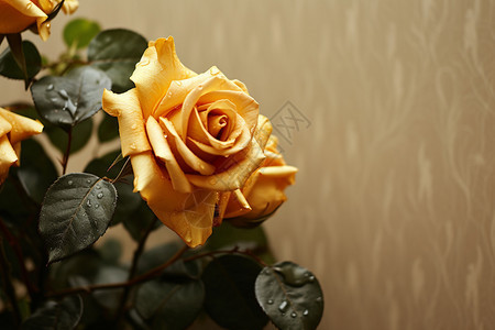 绽放着的黄玫瑰花背景图片