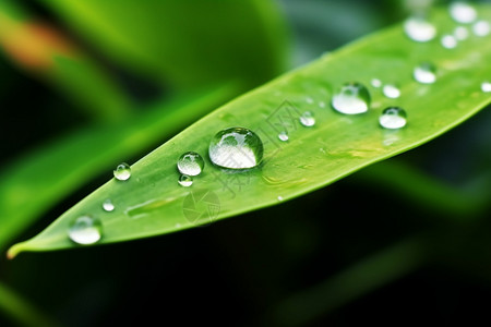 植物露水叶子上的露水背景