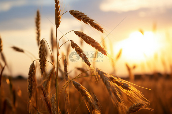 乡村种植的小麦田景观图片