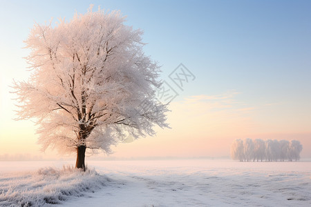 白色的雪地图片