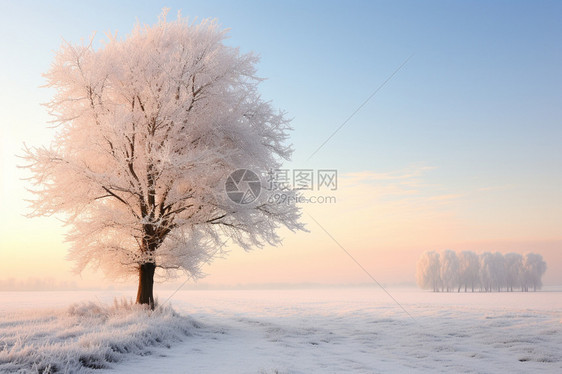 白色的雪地图片