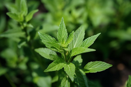 花园里的植物图片