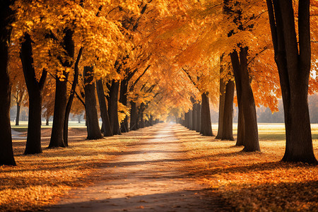 金黄色的秋天森林公园景观背景图片