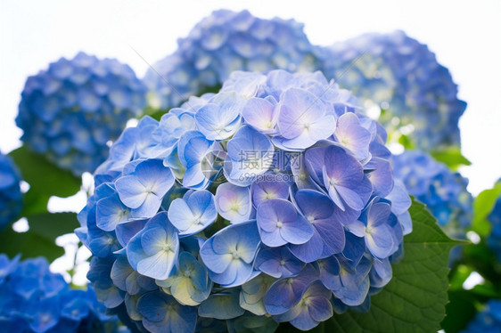 花园里的蓝色绣球花图片