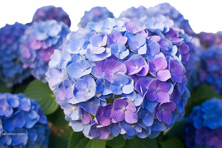 开花在雨季的日本绣球花图片