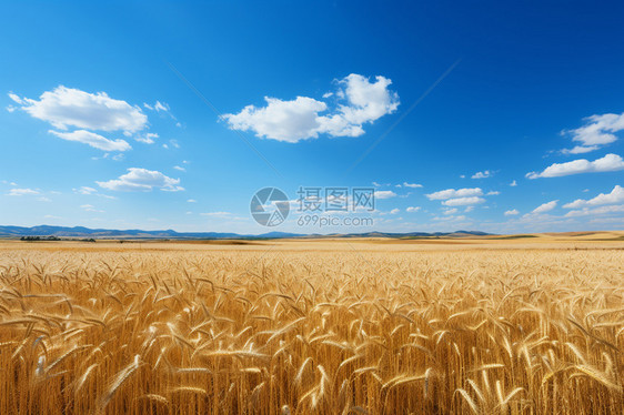蓝天下一亩亩麦田图片
