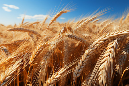 丰收的小麦作物景观图片
