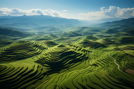 绿油油的庄家绿油油的梯田航拍背景