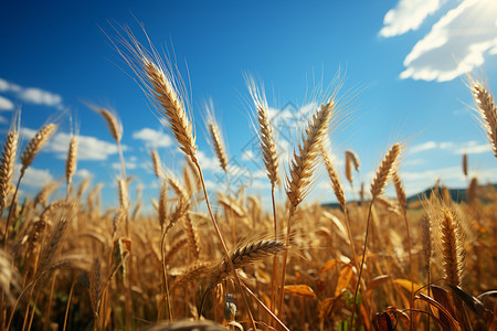 植物小麦背景图片