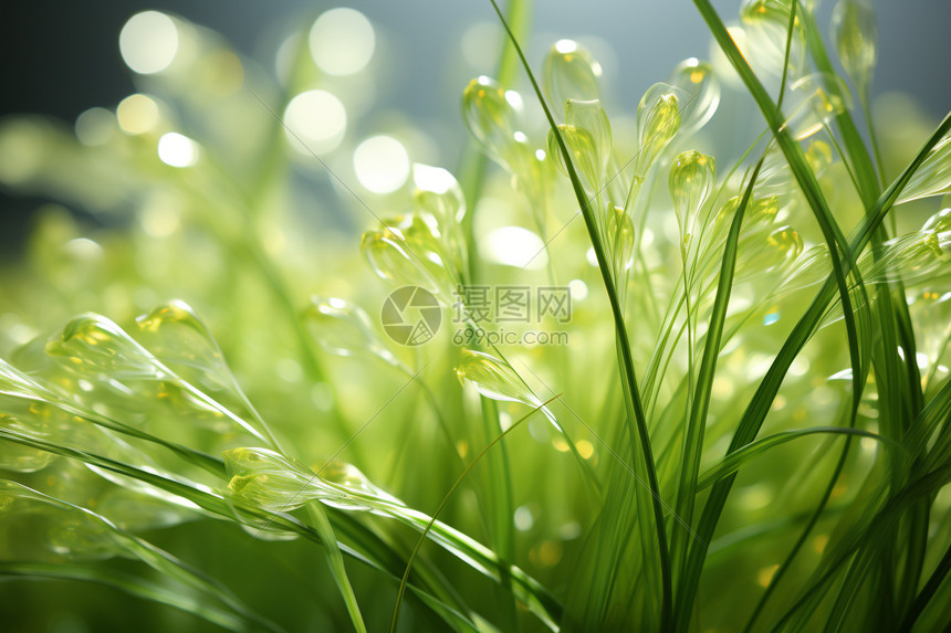 谷雨节气概念图水珠特写图片