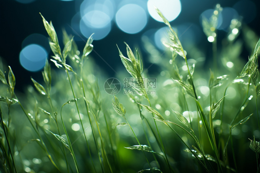 小麦草水珠特写图片