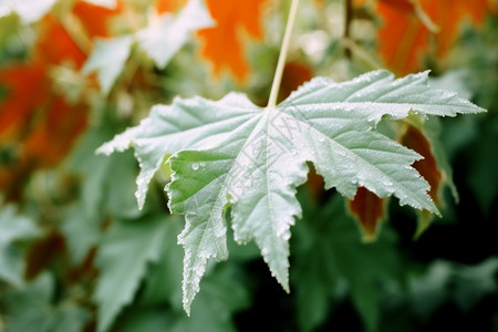 树叶上的雨滴图片