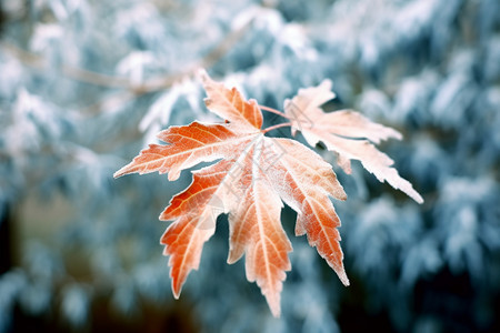 树叶上的雪图片