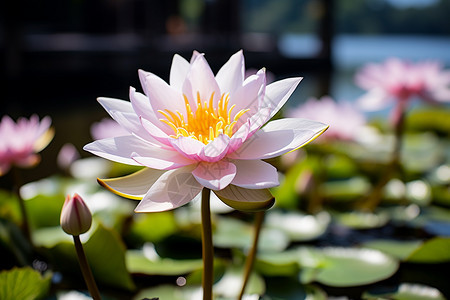 池塘盛开的莲花图片