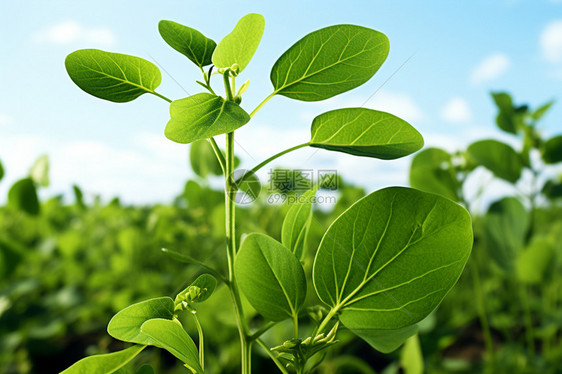 农业种植的豆角种植田图片