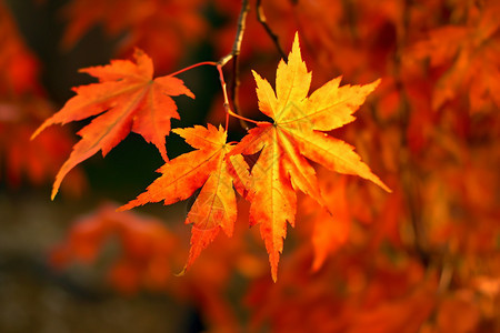 秋天景观枫叶背景图片