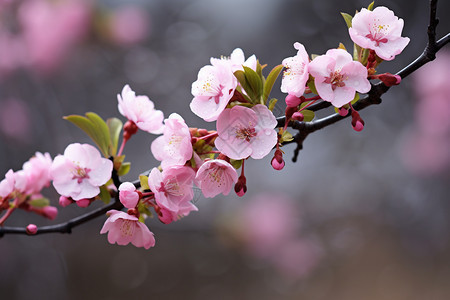 美丽的桃花树枝图片
