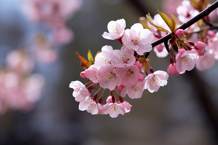 桃花树枝图片